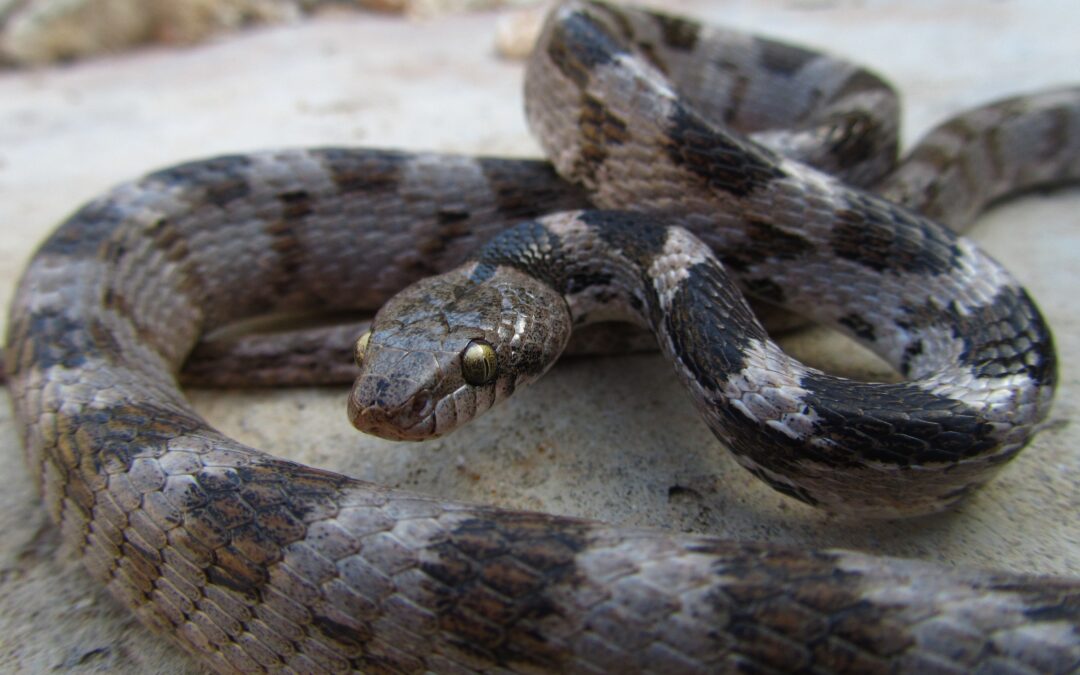 Snake Oil